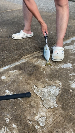 ツバスの釣果