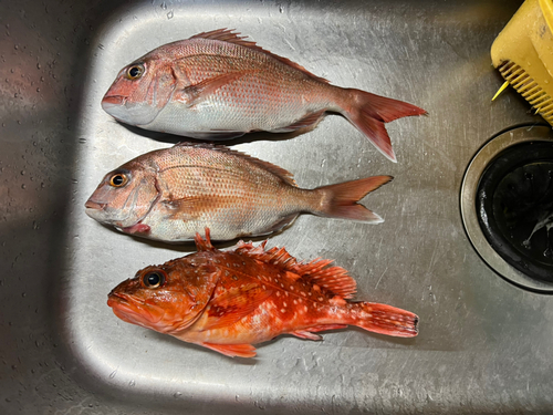 マダイの釣果