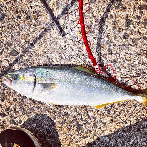 ハマチの釣果