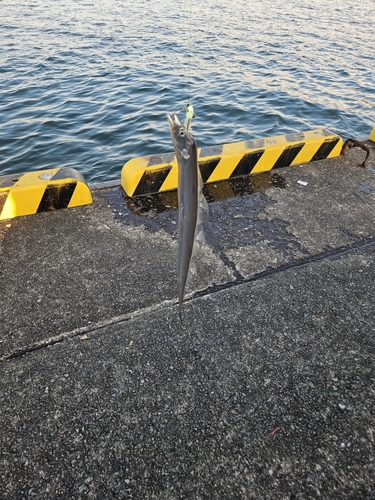 タチウオの釣果