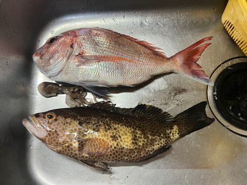 マダイの釣果