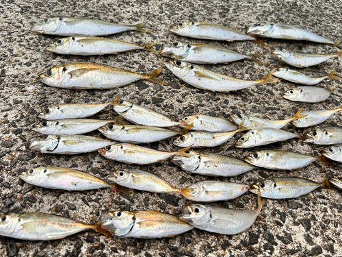 アジの釣果