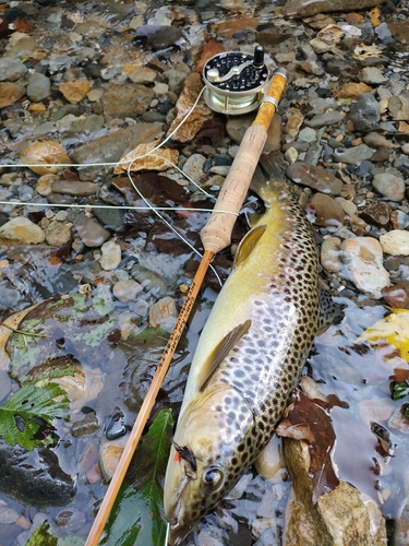 ブラウントラウトの釣果