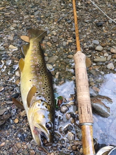 ブラウントラウトの釣果