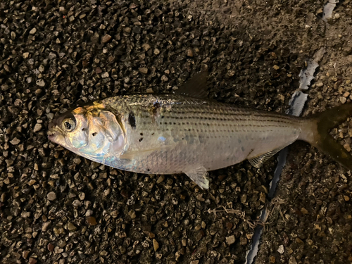 コノシロの釣果