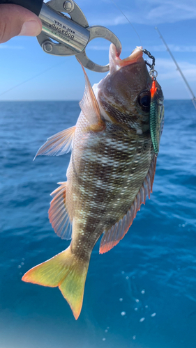 クチナジの釣果