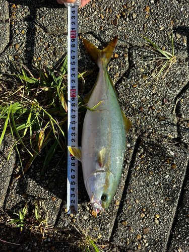 ツバスの釣果