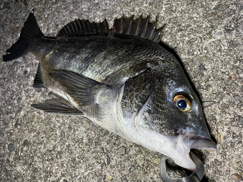 クロダイの釣果