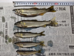 アユの釣果