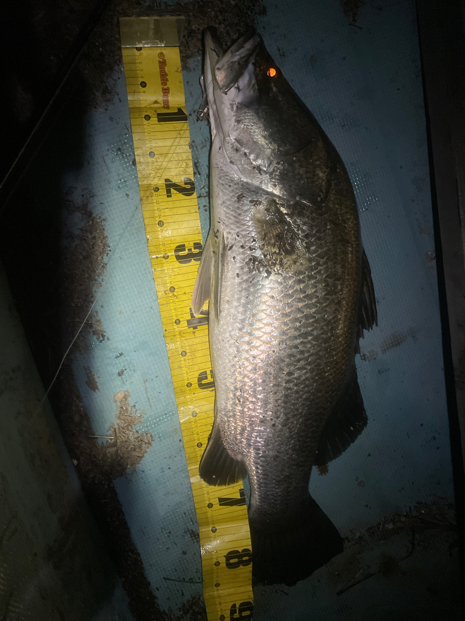 SHIMANO 21ポイズングロリアス 174XH-SBの釣果一覧 | 本音の