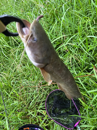 ナマズの釣果