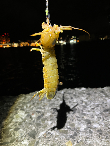 シャコエビの釣果