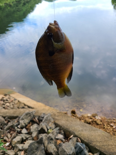 ブルーギルの釣果