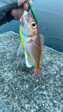 イトヨリダイの釣果