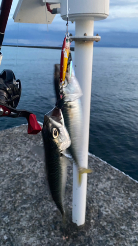 サバの釣果