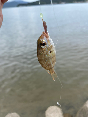 チャリコの釣果