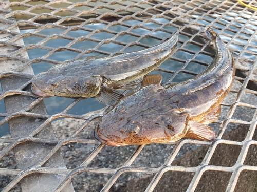 マゴチの釣果