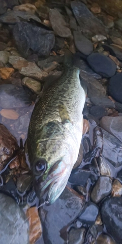 ブラックバスの釣果