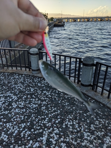 イケカツオの釣果