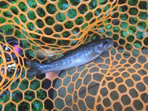 イワナの釣果