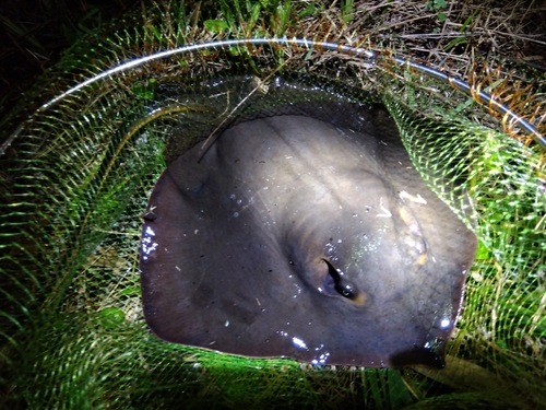 アカエイの釣果