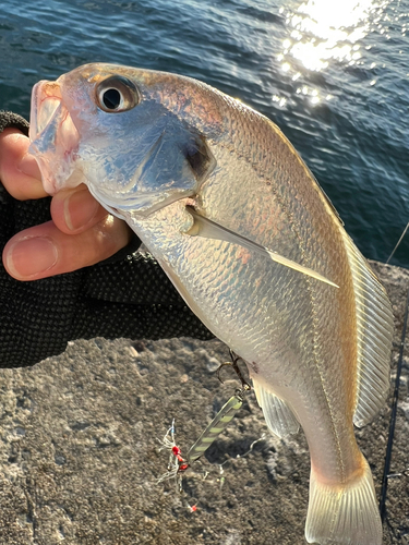 イシモチの釣果