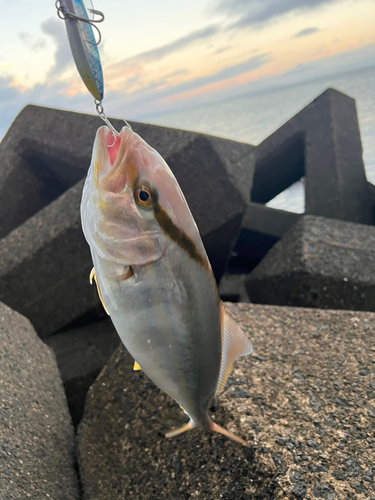 ショゴの釣果