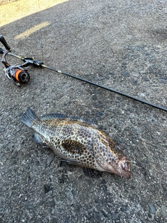 オオモンハタの釣果