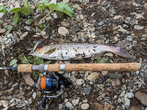 ニジマスの釣果