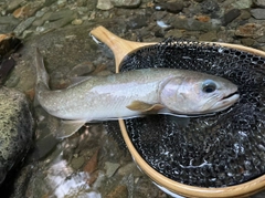 イワナの釣果