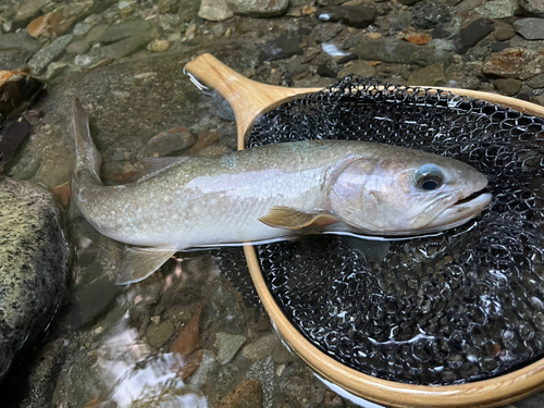 イワナの釣果