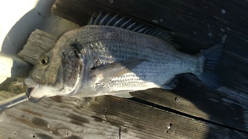 クロダイの釣果