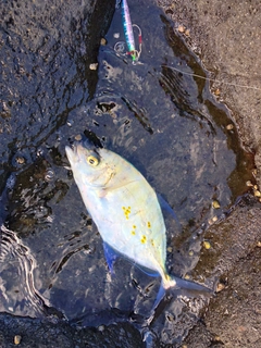 ナンヨウカイワリの釣果