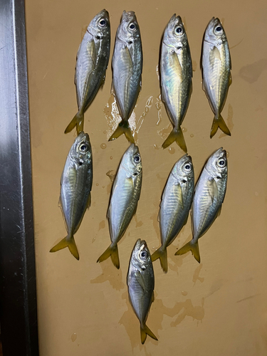 アジの釣果