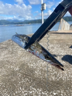 カマスの釣果