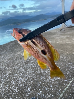 ヨコスジフエダイの釣果