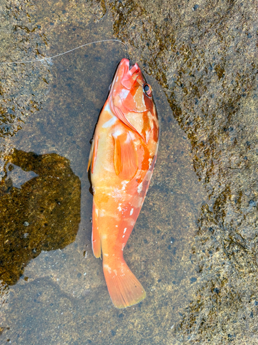 アカハタの釣果