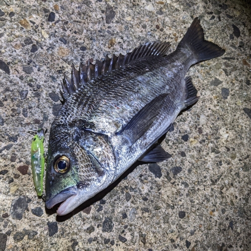 クロダイの釣果