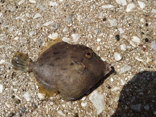 カワハギの釣果