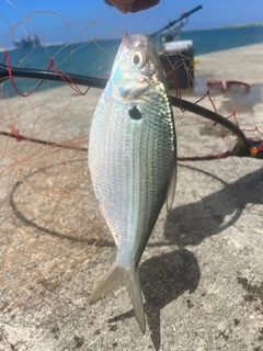 リュウキュウドロクイの釣果