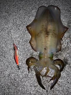 アオリイカの釣果