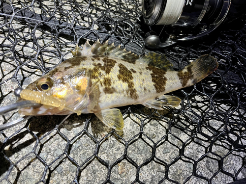 タケノコメバルの釣果