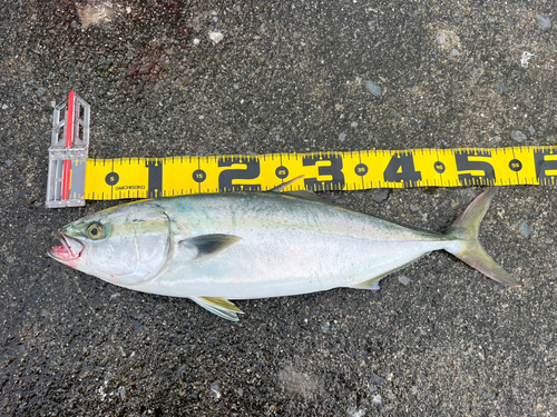 イナダの釣果