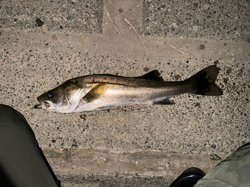 スズキの釣果