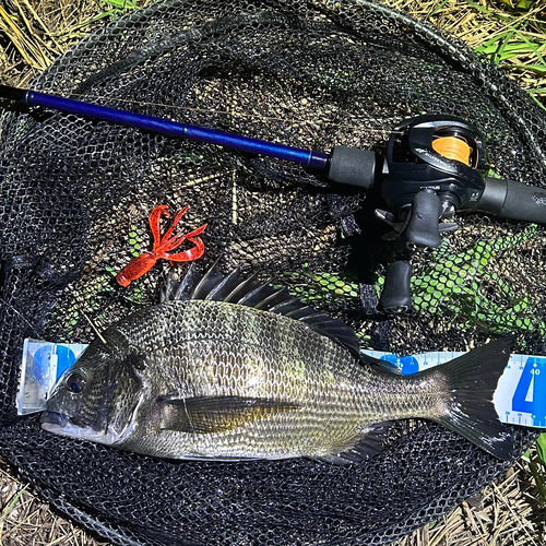 クロダイの釣果