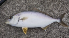 ショゴの釣果