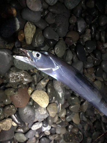 タチウオの釣果