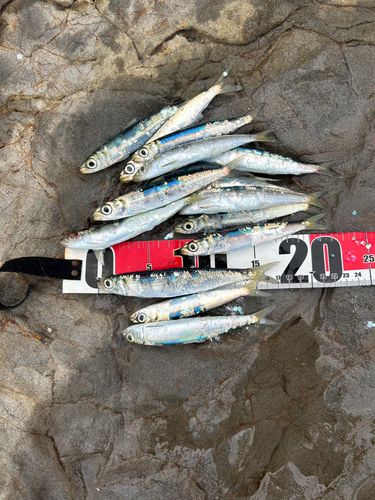 ウルメイワシの釣果