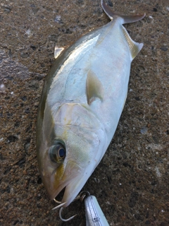 ネリゴの釣果