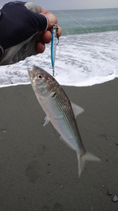 コノシロの釣果